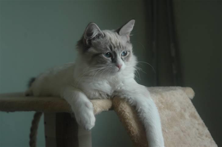 Ragdoll Emma billede 12