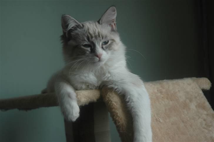 Ragdoll Emma billede 13