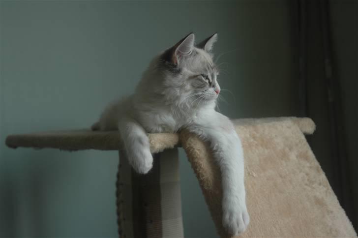 Ragdoll Emma billede 14