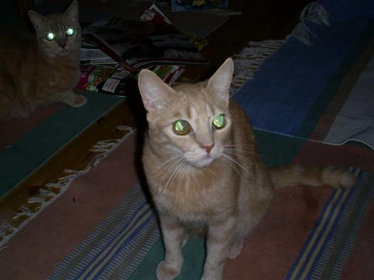 Blanding af racer Bailey ... RIP. 2010 billede 4