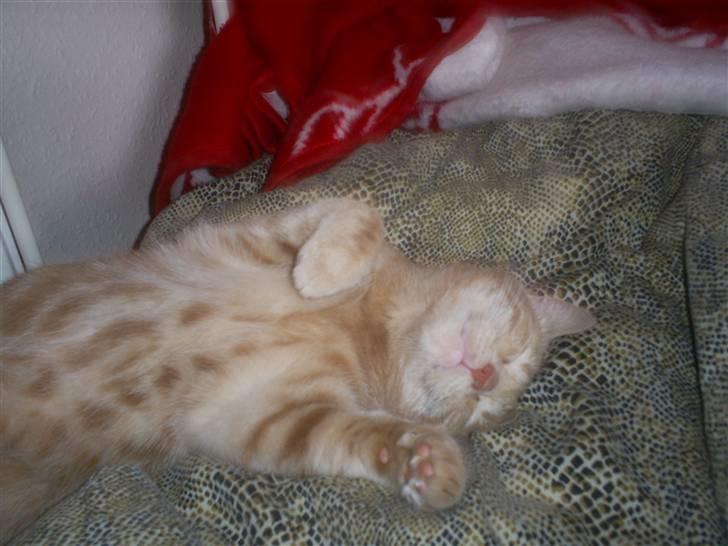 Blanding af racer Bailey ... RIP. 2010 billede 5