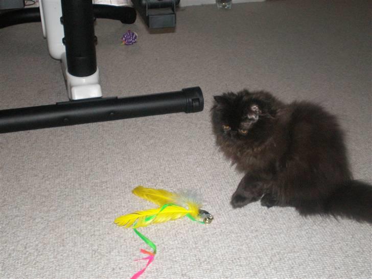 Perser Queenie billede 6