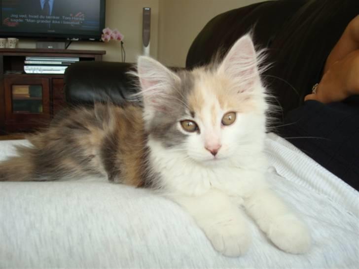 Blanding af racer Berta billede 1