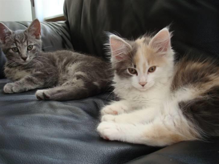 Blanding af racer Berta billede 2