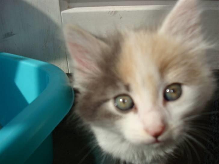 Blanding af racer Berta billede 3