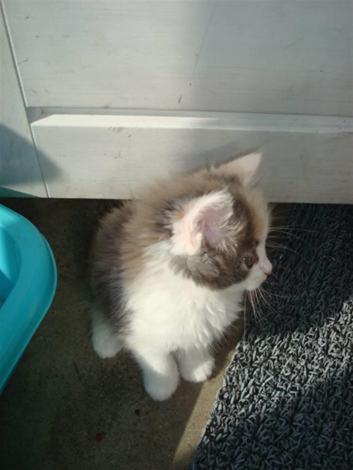 Blanding af racer Berta billede 4