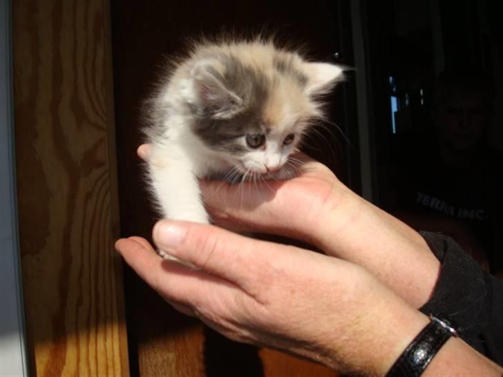 Blanding af racer Berta billede 5