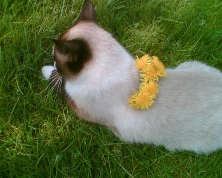 Blanding af racer Dronningen <3 ;D billede 7