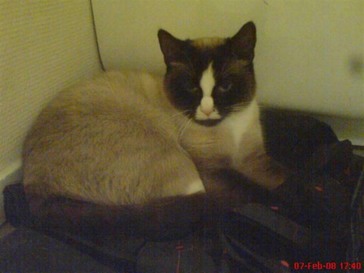 Blanding af racer Dronningen <3 ;D billede 8