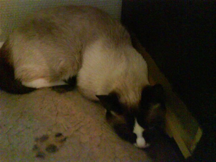 Blanding af racer Dronningen <3 ;D billede 9