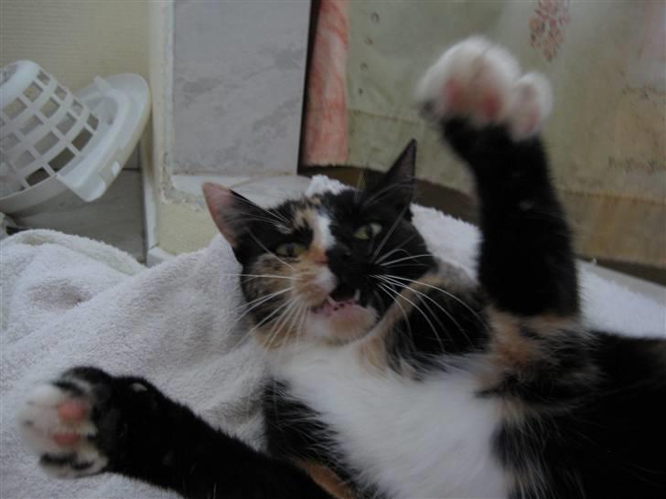 Blanding af racer Sjide <3 ;D billede 14