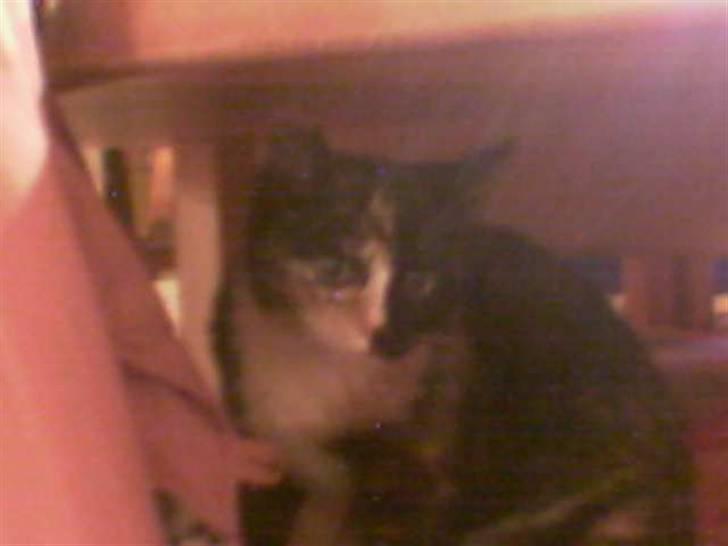 Blanding af racer Sjide <3 ;D - En måned efter vi fandt hende (: billede 15