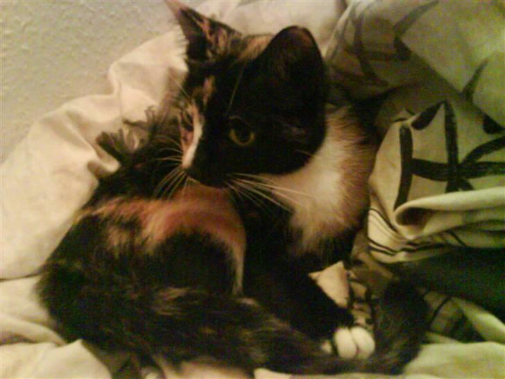 Blanding af racer Sjide <3 ;D billede 16