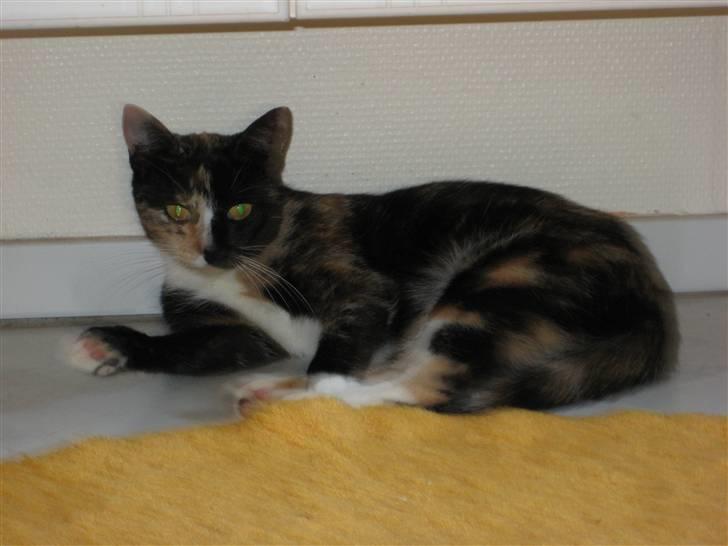 Blanding af racer Sjide <3 ;D billede 17