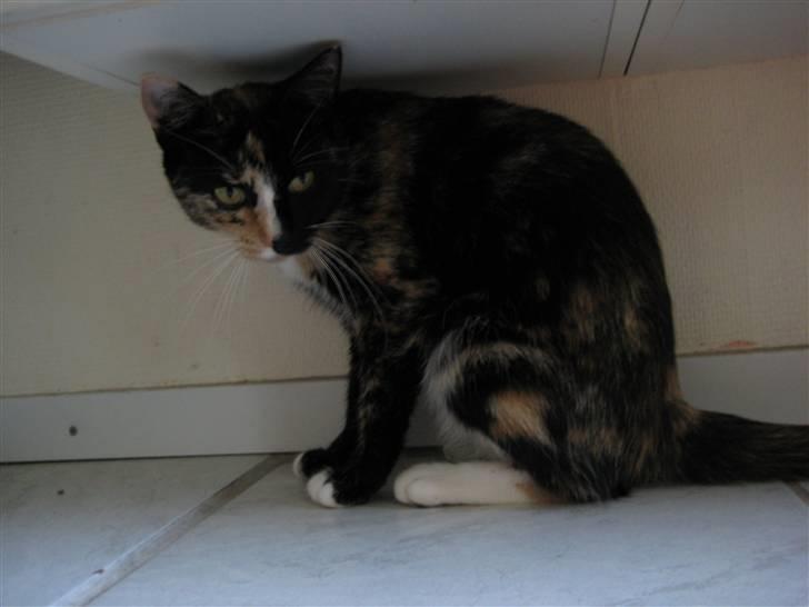 Blanding af racer Sjide <3 ;D billede 18