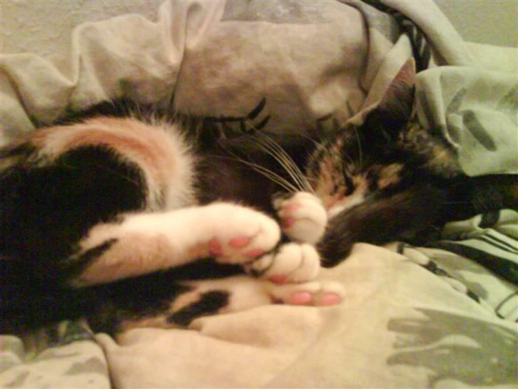 Blanding af racer Sjide <3 ;D billede 19