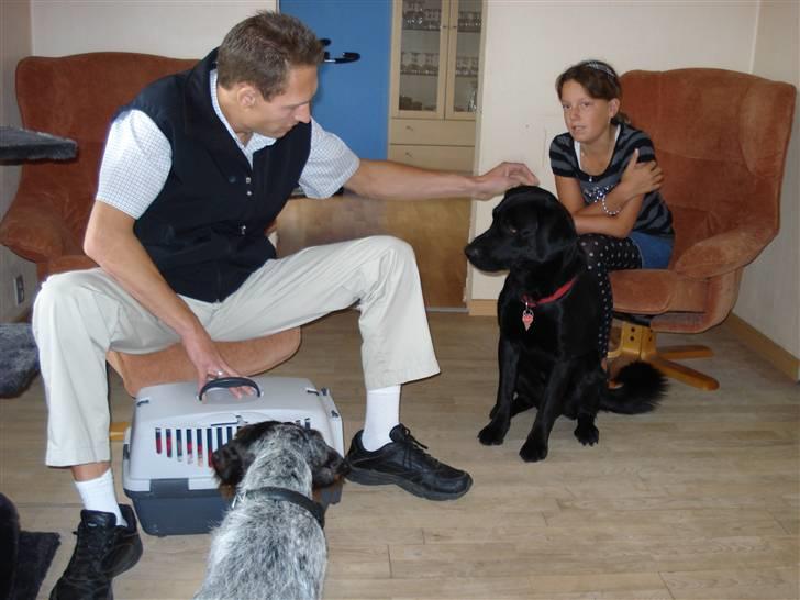 Blanding af racer mille - Da mille kommer hjem, skal vores 2 hunde lige se hvad det er, som er inde i transportkassen billede 2