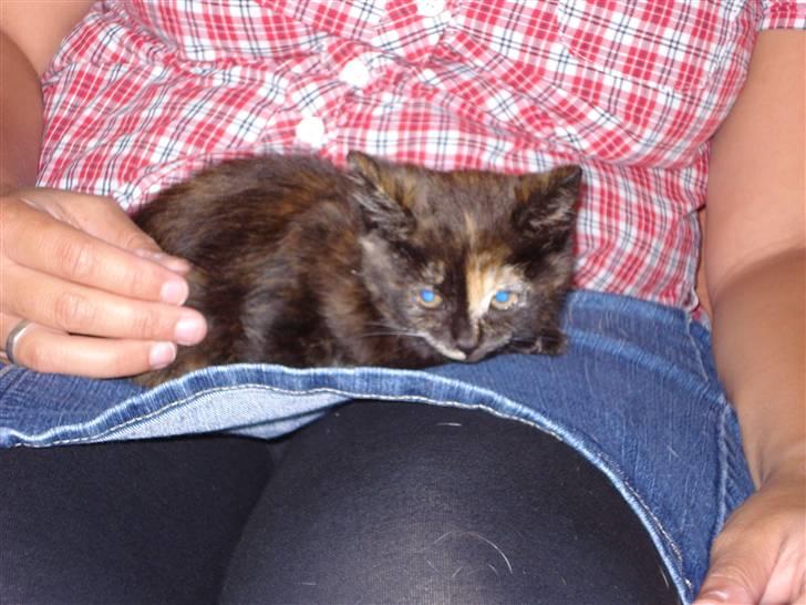 Blanding af racer mille billede 3