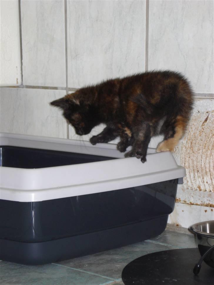 Blanding af racer mille - mille undersøger lige hvad hun skal bruge den bakke til billede 4