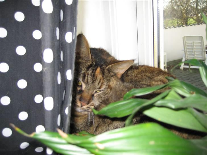 Huskat Fiona/Bettemis :D - nu kan jeg ligge i fred ingen kan se mig :p billede 18