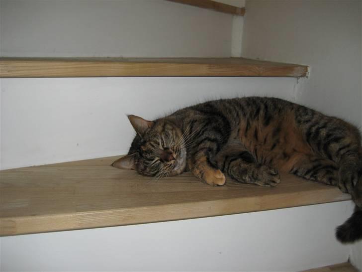 Huskat Fiona/Bettemis :D billede 19