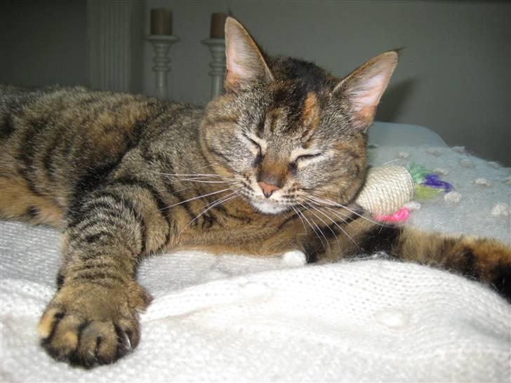 Huskat Fiona/Bettemis :D billede 20