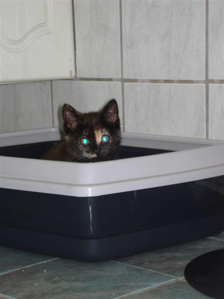 Blanding af racer mille - Mille fandt hurtigt ud af, hvad bakken skulle bruges til billede 5