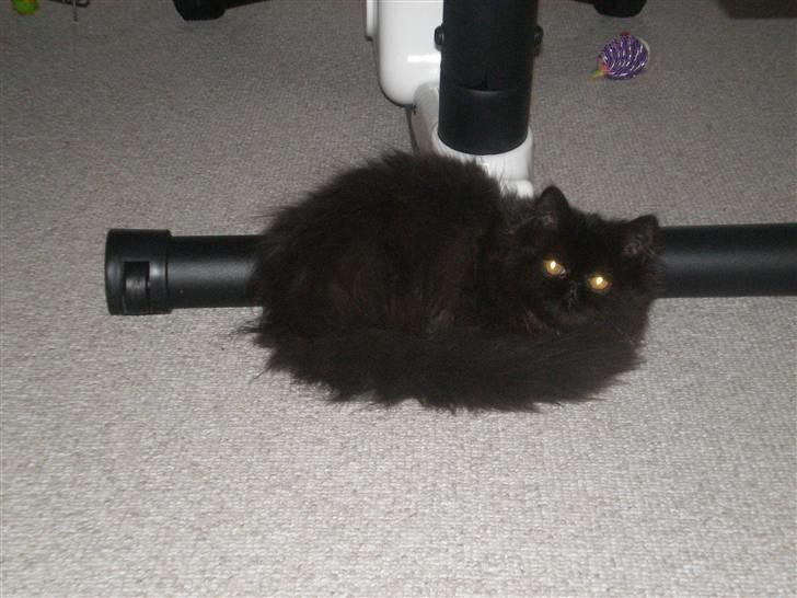 Perser Queenie billede 7