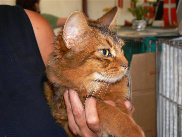 Somali Dushara Na Dorsa billede 4