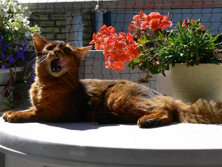 Somali Dushara Na Dorsa billede 7