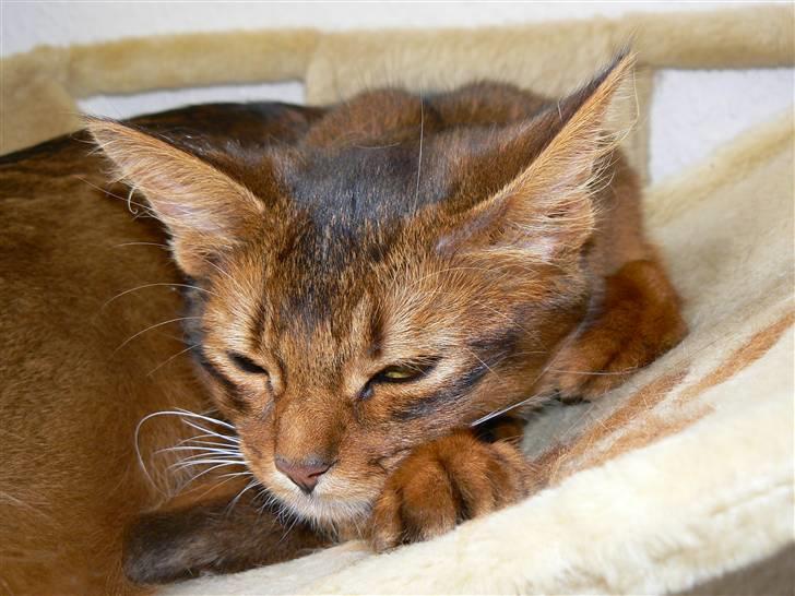 Somali Dushara Na Dorsa billede 10