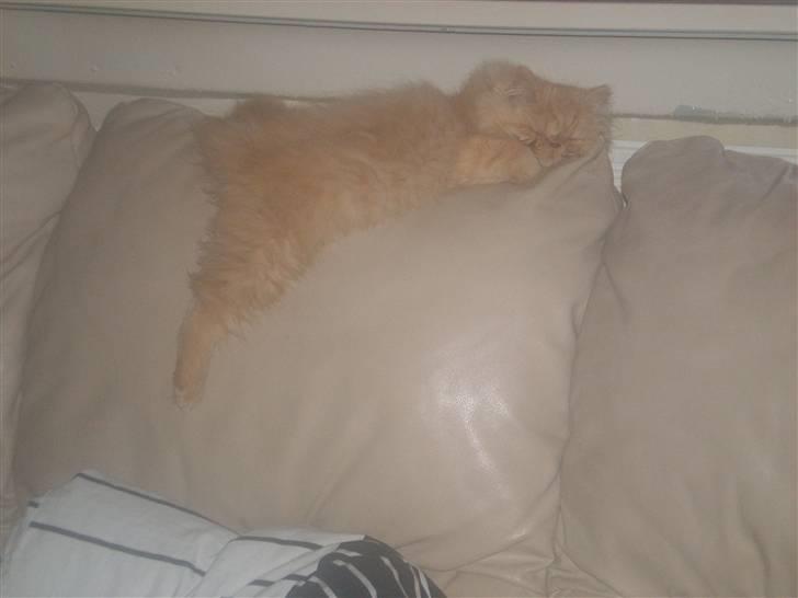 Perser Gizmoe billede 6