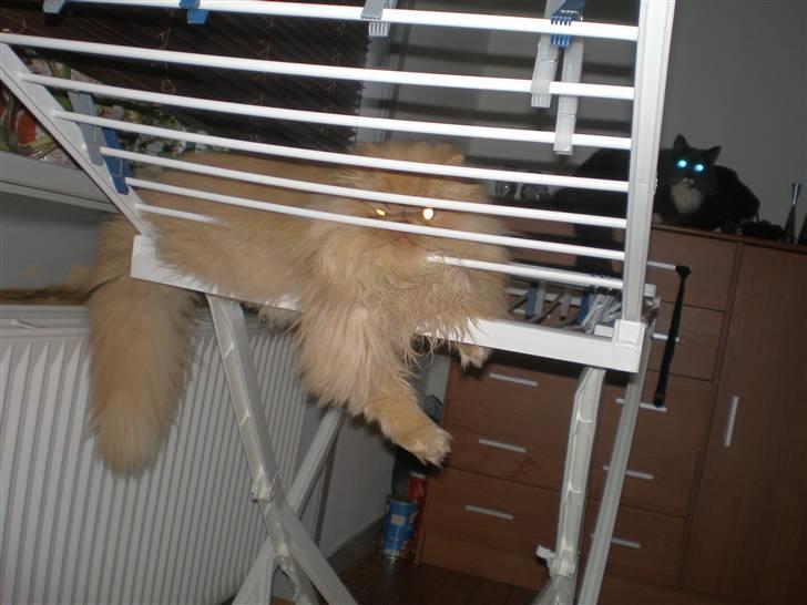 Perser Gizmoe - Noget som jeg bare elsker er at gå op på tørrestativet, med el uden tøj på :-D billede 7