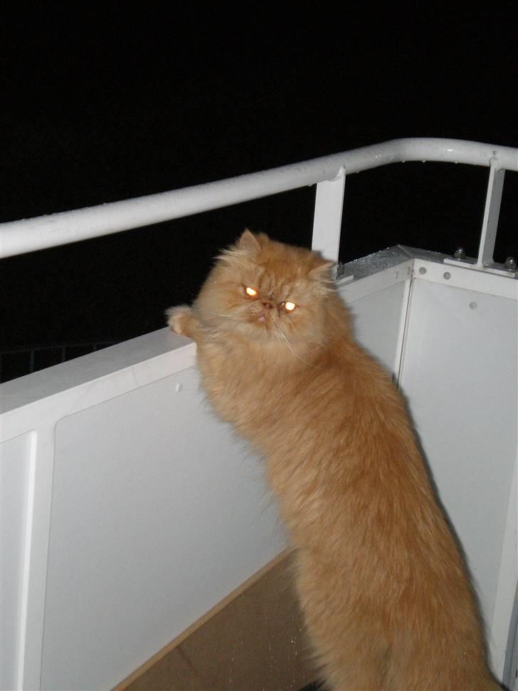 Perser Gizmoe - Min lille sommer mis, hehe med sommerpelsen :-)  billede 8