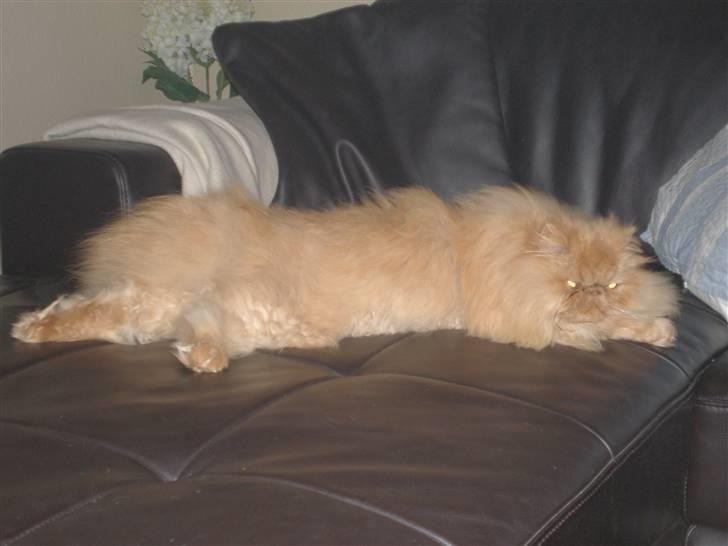 Perser Gizmoe billede 9