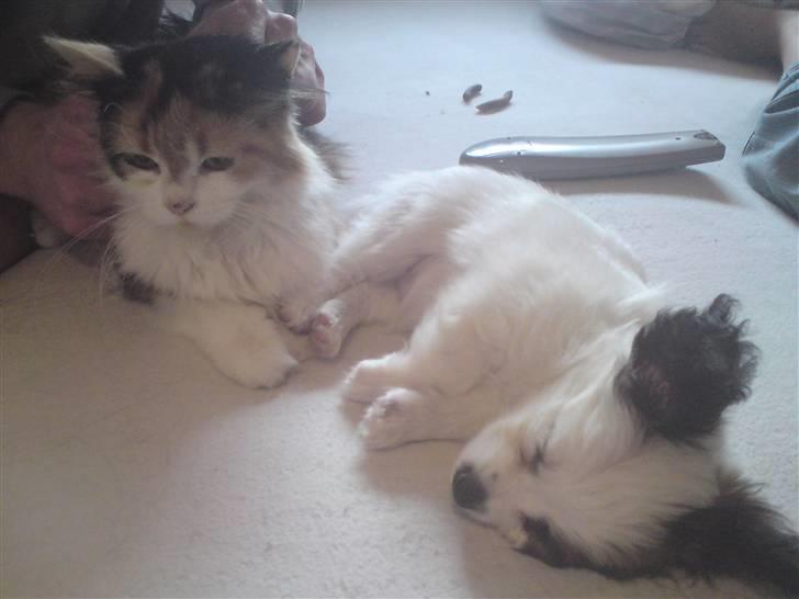 Blanding af racer Silke - Silke med vores lille nye Hvalp. billede 16