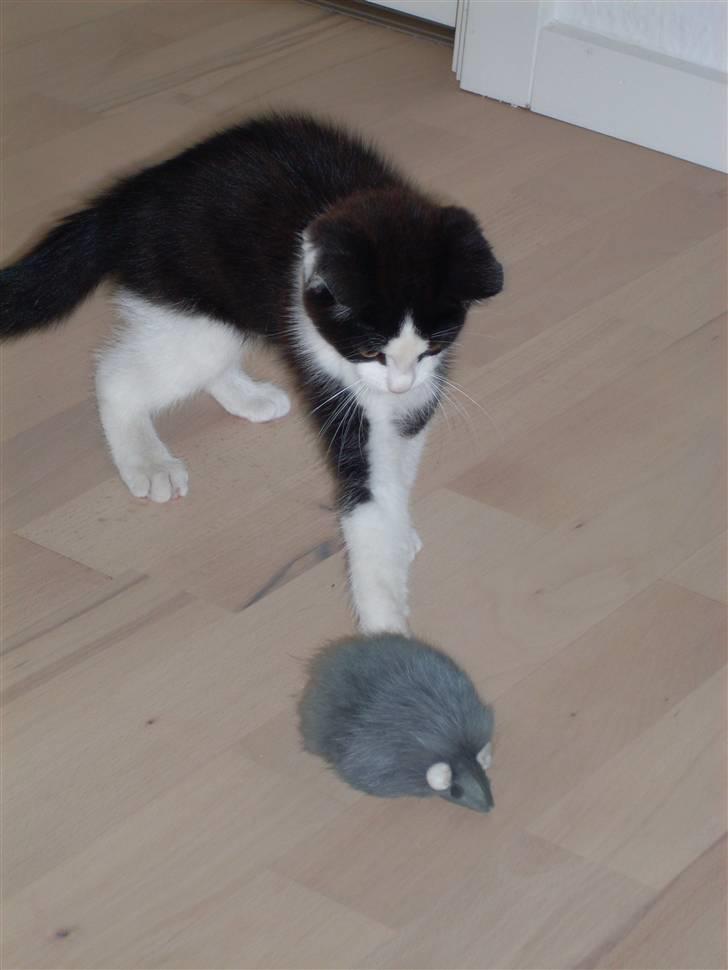 Huskat Frede billede 1