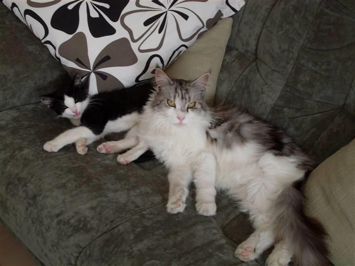 Huskat Frede billede 2