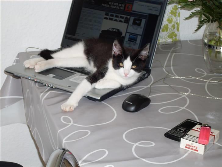 Huskat Frede billede 3