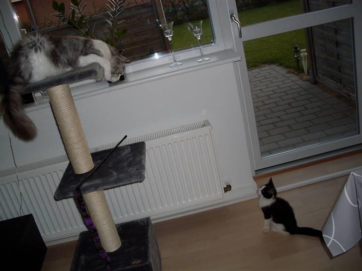 Huskat Frede billede 4