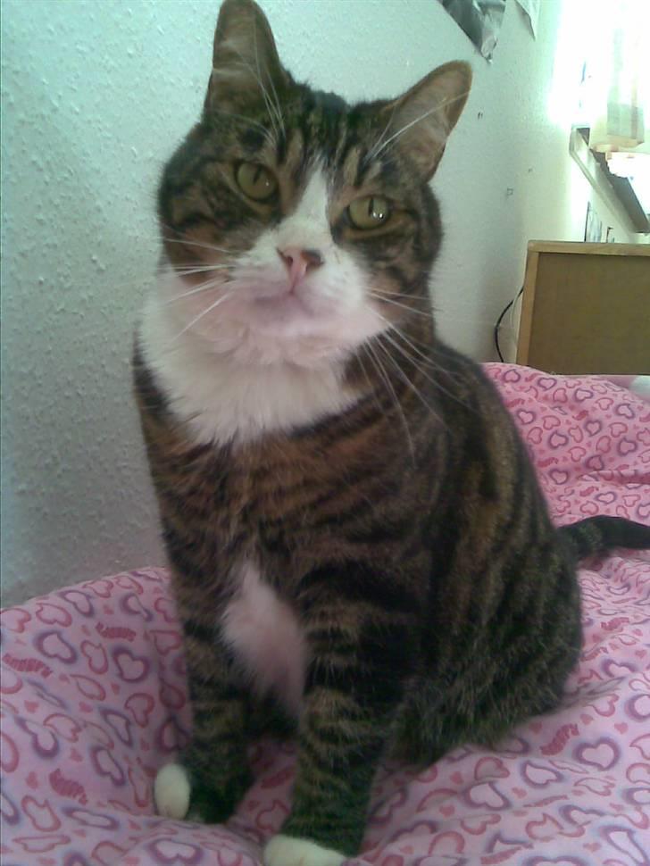 Huskat Stribe - "Har du ikke flere fisk til mig?" billede 1