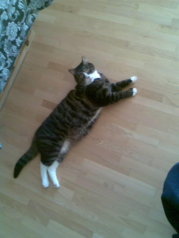 Huskat Stribe - "ååh nej, tager du nu billeder igen" billede 2