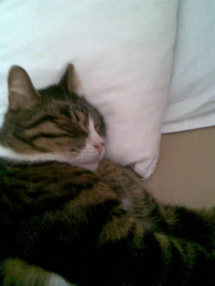 Huskat Stribe billede 3