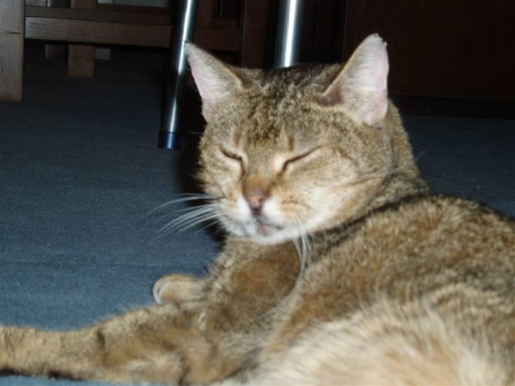 Blanding af racer Misse-mor R.I.P - Min smukke og elskede mis :D<3 billede 1