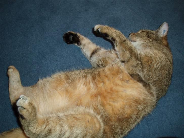 Blanding af racer Misse-mor R.I.P billede 2