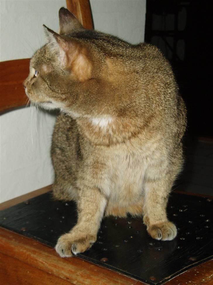 Blanding af racer Misse-mor R.I.P billede 3