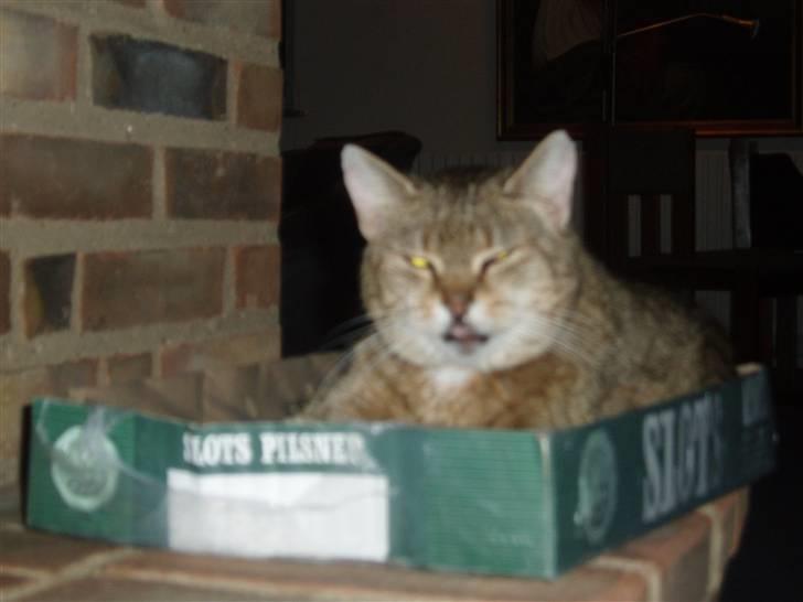 Blanding af racer Misse-mor R.I.P billede 4