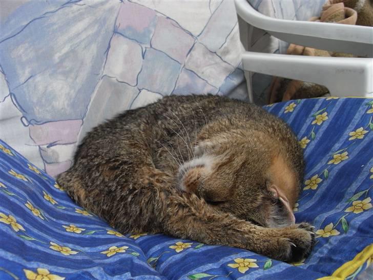 Blanding af racer Misse-mor R.I.P billede 5