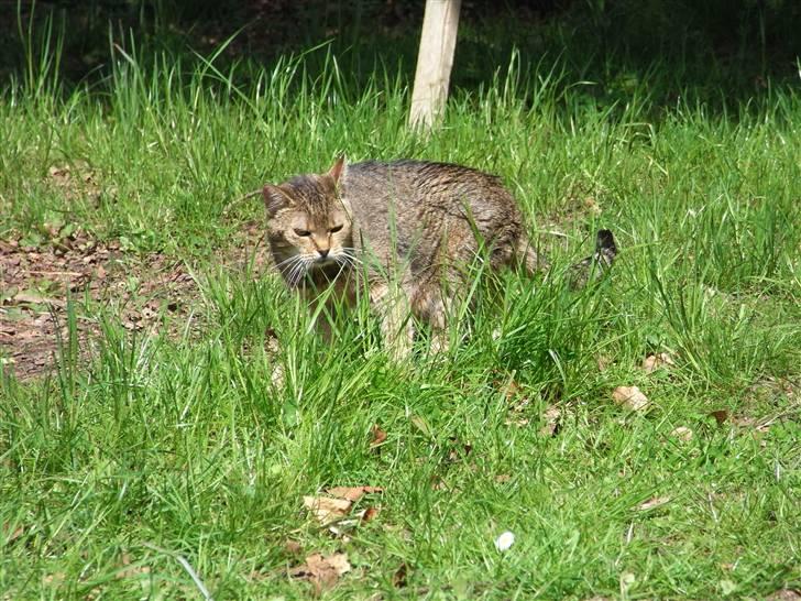 Blanding af racer Misse-mor R.I.P billede 6