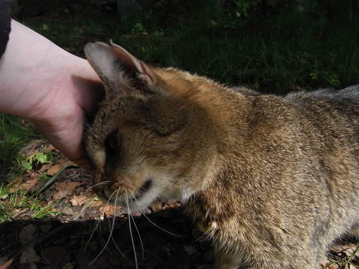 Blanding af racer Misse-mor R.I.P billede 7